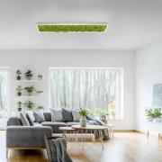 Green Knut LED-loftlampe med ægte mos