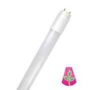 LED lysrør GoLeaf T8 G13 fuldspektret 8W 60cm