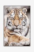 Billede Tiger