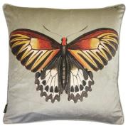 Vanillafly pude - biscotti butterfly - 50x50 - inkl fyld