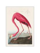 Vintage-Museum-Flamingo PSTR Studio Patterned