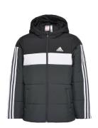 Padded Jacket Kids Adidas Sportswear Black