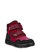 Urban Snowboarder ECCO Burgundy
