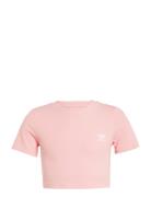 Rib Crop Tee Adidas Originals Pink